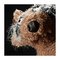 Beasts knuffel - Prince Beaverheart
