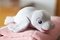 Charlotte - Zeehond - SoapSox
